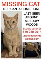 Lost Female Cat last seen Saw grass plantation blvd, Orlando, FL 32824