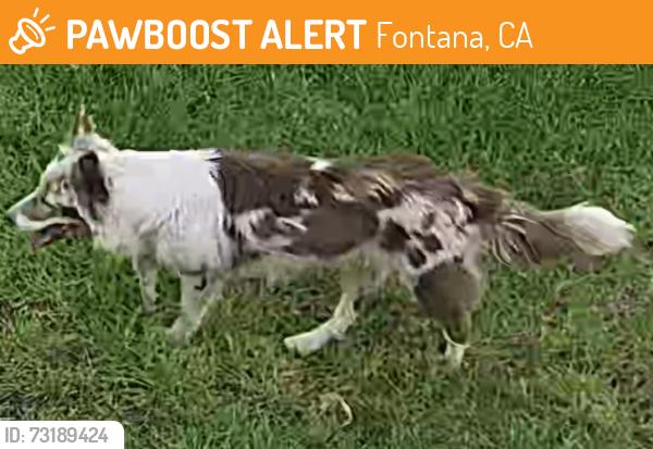 Found/Stray Unknown Dog last seen Roma Way and San Sevaine Rd, Fontana, CA 92336