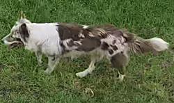 Found/Stray Unknown Dog last seen Roma Way and San Sevaine Rd, Fontana, CA 92336