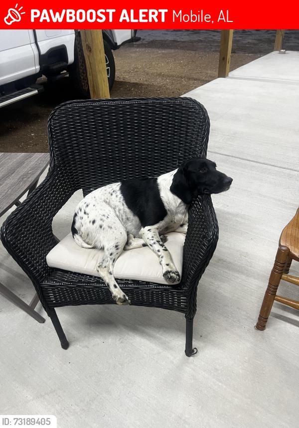 Lost Female Dog last seen Novatan Rd, Mobile, AL 36608