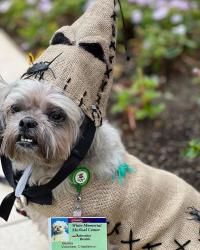 Reunited Male Dog last seen BEDFORD & GUTHRIE, Los Angeles, CA 90034