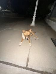 Found/Stray Female Dog last seen Weems ct and n Pendell Dr 79905, El Paso, TX 79905
