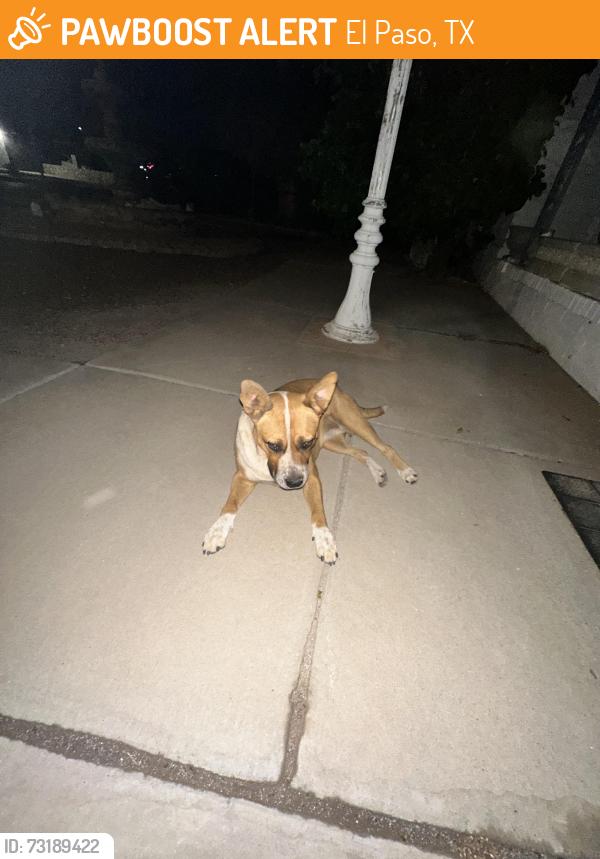 Found/Stray Female Dog last seen Weems ct and n Pendell Dr 79905, El Paso, TX 79905
