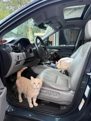 Lost Male Cat last seen Keese st, Pendleton, SC 29670
