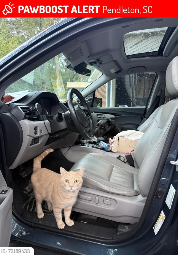 Lost Male Cat last seen Keese st, Pendleton, SC 29670