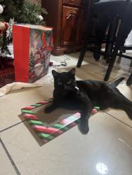 Lost Male Cat last seen Near atina st, rowland heights 91748, Rowland Heights, CA 91748