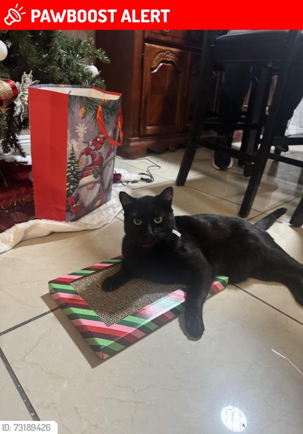 Lost Male Cat last seen Near atina st, rowland heights 91748, Rowland Heights, CA 91748