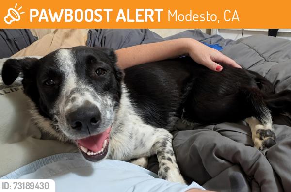 Found/Stray Female Dog last seen Near bottle n cork liquor- Gregory garden shopping center, Modesto, CA 95350