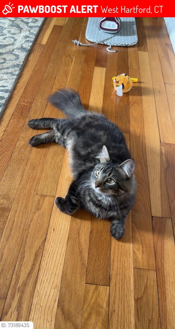 Lost Male Cat last seen Federal Street/ Sampson Street, West Hartford, CT 06110