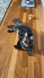 Lost Male Cat last seen Federal Street/ Sampson Street, West Hartford, CT 06110