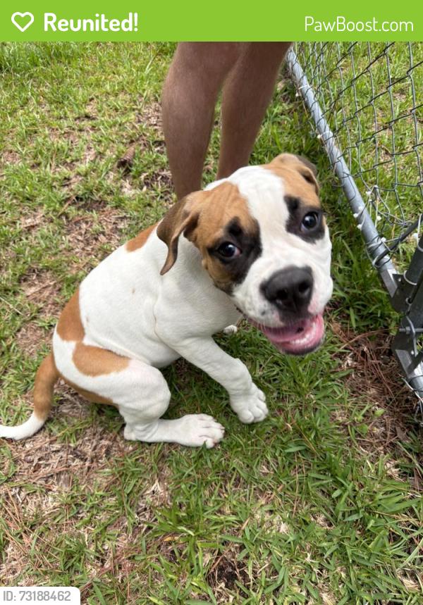 Reunited Male Dog last seen Shadowridge rd, Jacksonville, NC 28540
