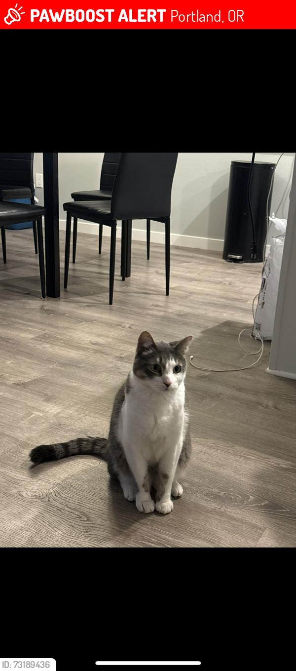 Lost Male Cat last seen H.B.Lee Middle School, Portland, OR 97230
