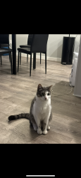 Lost Male Cat last seen H.B.Lee Middle School, Portland, OR 97230