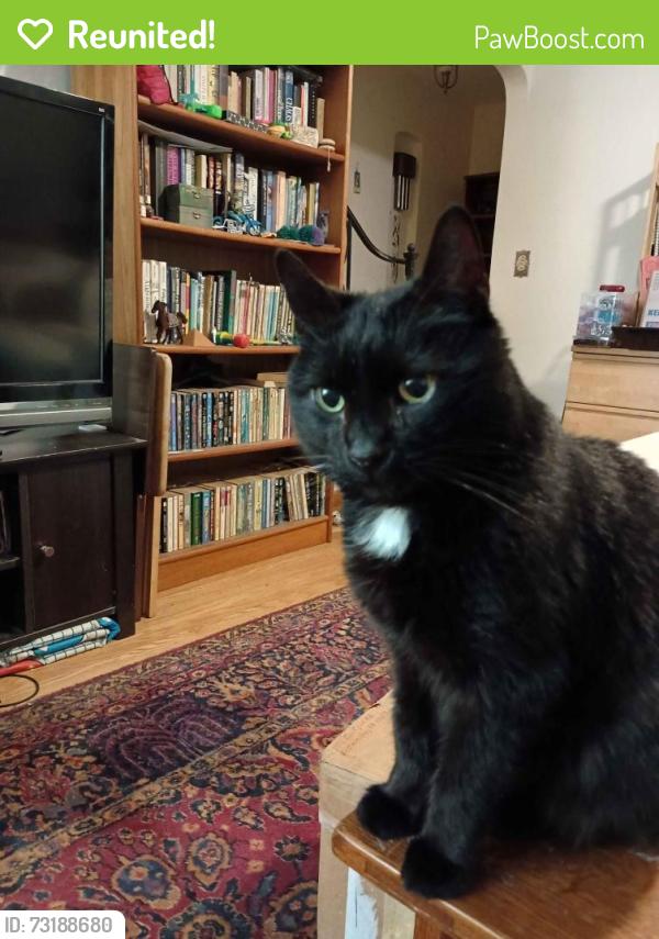 Reunited Male Cat last seen 5th ave and Olympic, Olympia, WA 98502