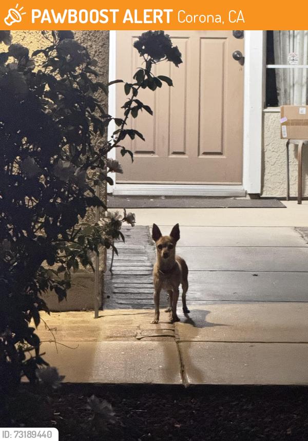 Found/Stray Unknown Dog last seen Citron and Turquoise, Corona, CA 92882