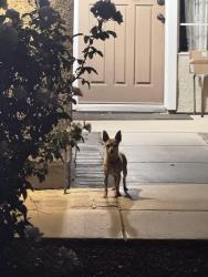 Found/Stray Unknown Dog last seen Citron and Turquoise, Corona, CA 92882