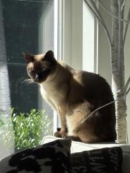 Lost Male Cat last seen Champagne Point in Finn Hill area, Kirkland, WA 98034