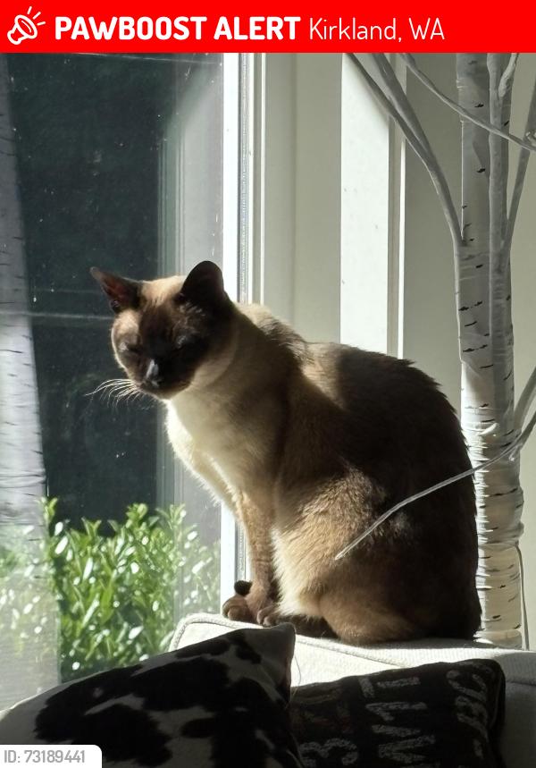 Lost Male Cat last seen Champagne Point in Finn Hill area, Kirkland, WA 98034