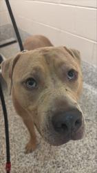 Shelter Stray Male Dog last seen Alexandria, VA 22307, George Wash Mem PW / Mornin, Fairfax County, VA, 4500 West Ox Rd, Fairfax, VA 22030, USA