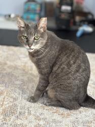 Reunited Female Cat last seen Near Seville St, San Francisco, CA 94112, USA, San Francisco, CA 94112