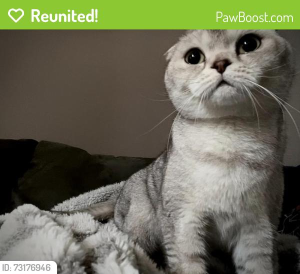 Reunited Female Cat last seen 56th st and archer ave, Summit, IL 60501