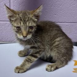 Shelter Stray Male Cat last seen Near Chateau Ave, CITY of El Paso, TX, 5001 Fred Wilson Ave, El Paso, TX 79906, USA