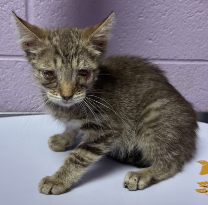 Shelter Stray Male Cat last seen Near Chateau Ave, CITY of El Paso, TX, 5001 Fred Wilson Ave, El Paso, TX 79906, USA