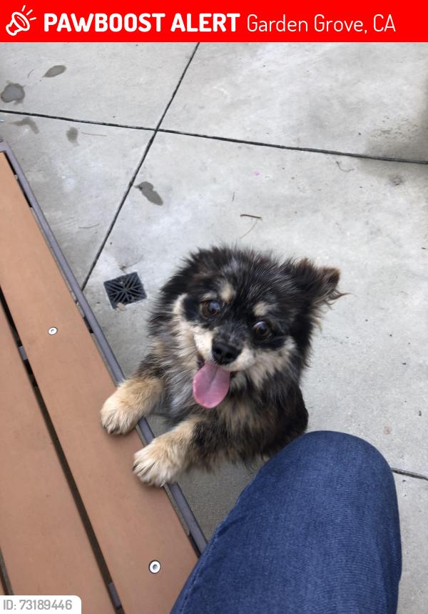 Lost Male Dog last seen Michael rainford cir, Garden Grove, CA 92843