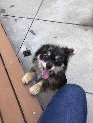 Lost Male Dog last seen Michael rainford cir, Garden Grove, CA 92843