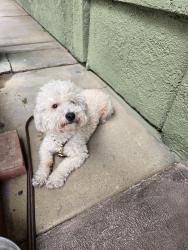 Found/Stray Male Dog last seen Sunset ridge park, Victorville, CA 92392