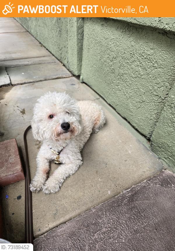 Found/Stray Male Dog last seen Sunset ridge park, Victorville, CA 92392