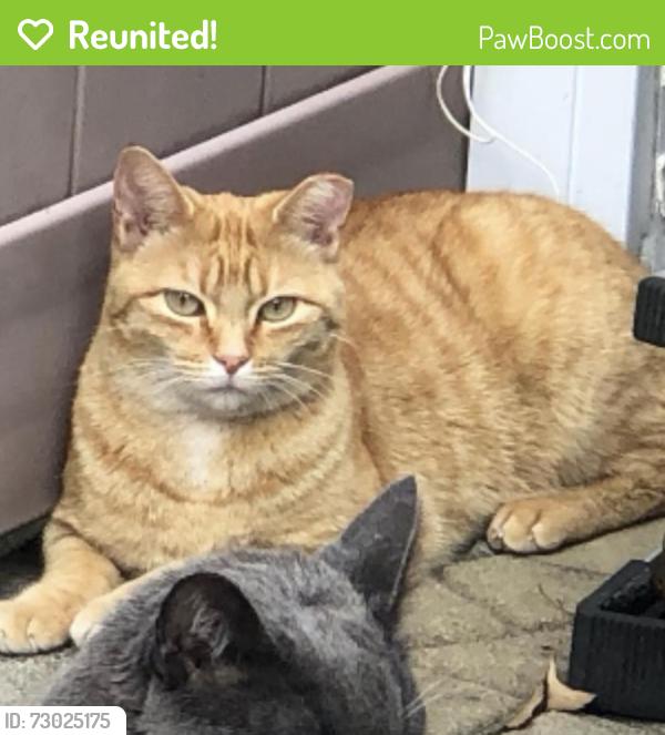 Reunited Female Cat last seen Carlton street and 63rd Ave, Queens, NY 11374