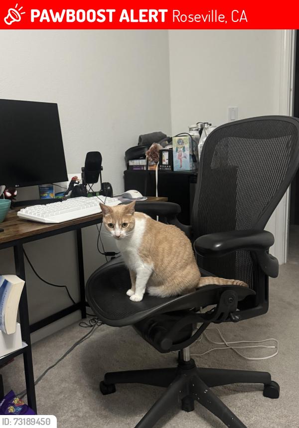 Lost Female Cat last seen By the johnson ranch sports club, Roseville, CA 95661