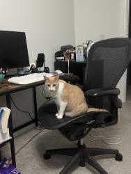 Lost Female Cat last seen By the johnson ranch sports club, Roseville, CA 95661