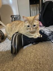 Lost Male Cat last seen 114th, Puyallup, WA 98374
