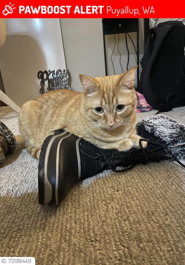 Lost Male Cat last seen 114th, Puyallup, WA 98374