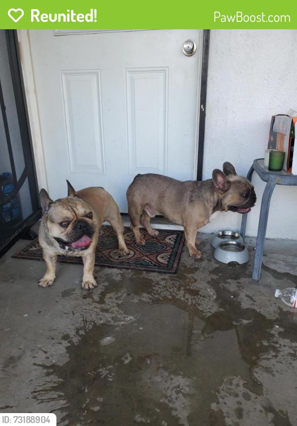 Reunited Male Dog last seen 29th st and Valencia ave, San Bernardino, CA 92404