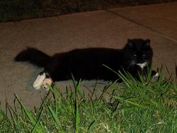 Found/Stray Unknown Cat last seen Saddle ct, Virginia Beach, VA 23453