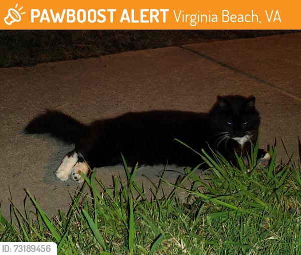 Found/Stray Unknown Cat last seen Saddle ct, Virginia Beach, VA 23453