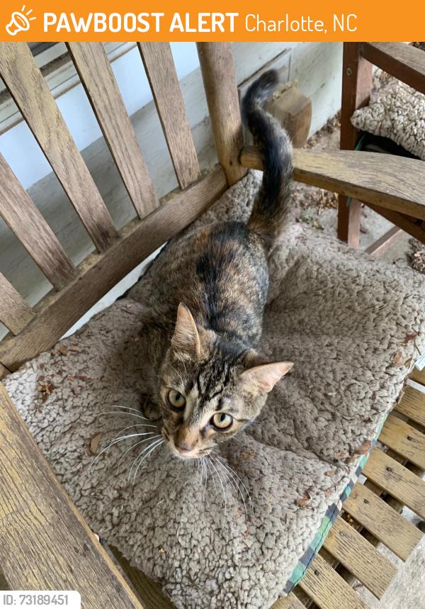 Found/Stray Female Cat last seen Everton & Arsenal in MAA Ayrsley apmts, Charlotte, NC 28273
