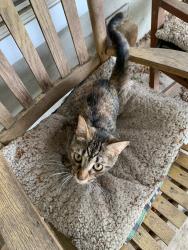 Found/Stray Female Cat last seen Everton & Arsenal in MAA Ayrsley apmts, Charlotte, NC 28273