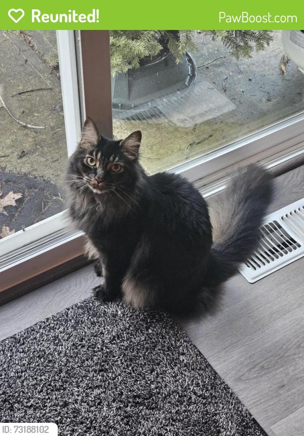 Reunited Male Cat last seen SE Mitchell Street and SE 60TH Ave, Portland, OR 97206