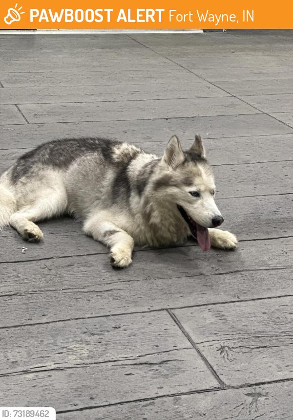 Found/Stray Unknown Dog last seen In front of Spark Hilton Hotel, Fort Wayne, IN 46825