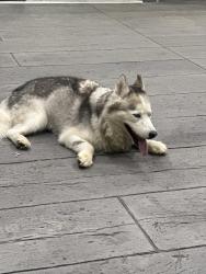Found/Stray Unknown Dog last seen In front of Spark Hilton Hotel, Fort Wayne, IN 46825