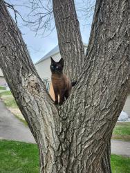 Lost Male Cat last seen Near 32 ave, Edmonton, AB T6T 1X3