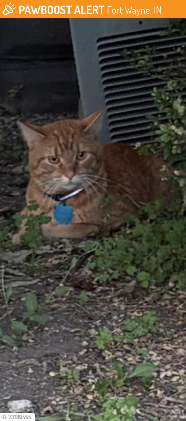 Found/Stray Male Cat last seen Oneida & Elmwood, Fort Wayne, IN 46805