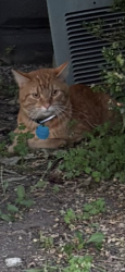 Found/Stray Male Cat last seen Oneida & Elmwood, Fort Wayne, IN 46805