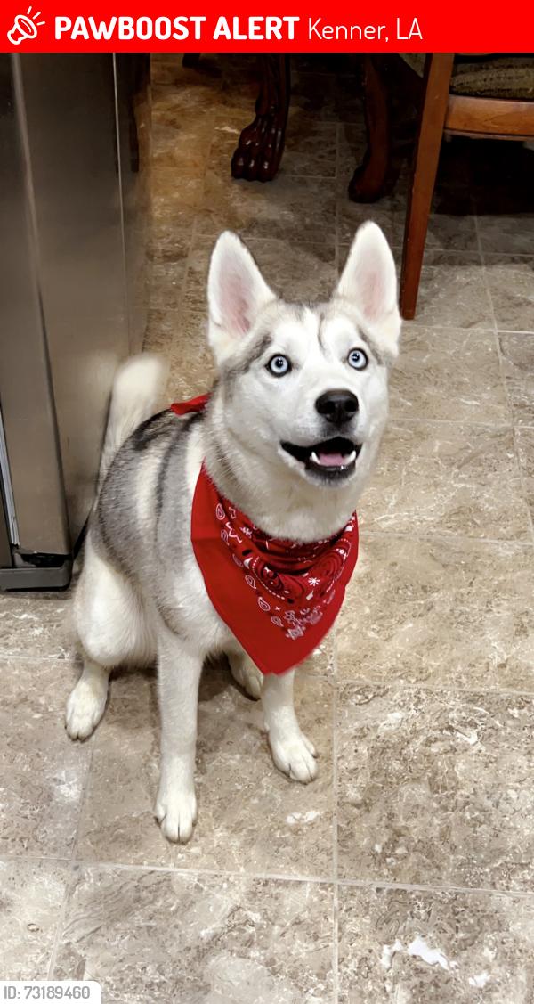 Lost Female Dog last seen Kenner Court hse W Metairie and Williams, Kenner, LA 70062