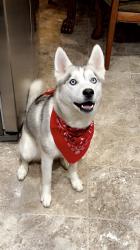 Lost Female Dog last seen Kenner Court hse W Metairie and Williams, Kenner, LA 70062