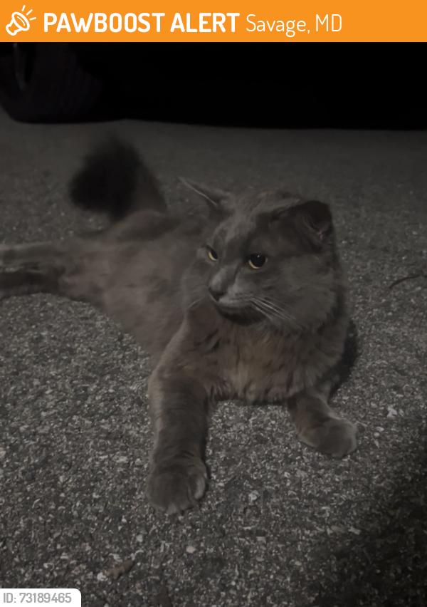 Found/Stray Unknown Cat last seen Savage Mill, Savage, MD 20763